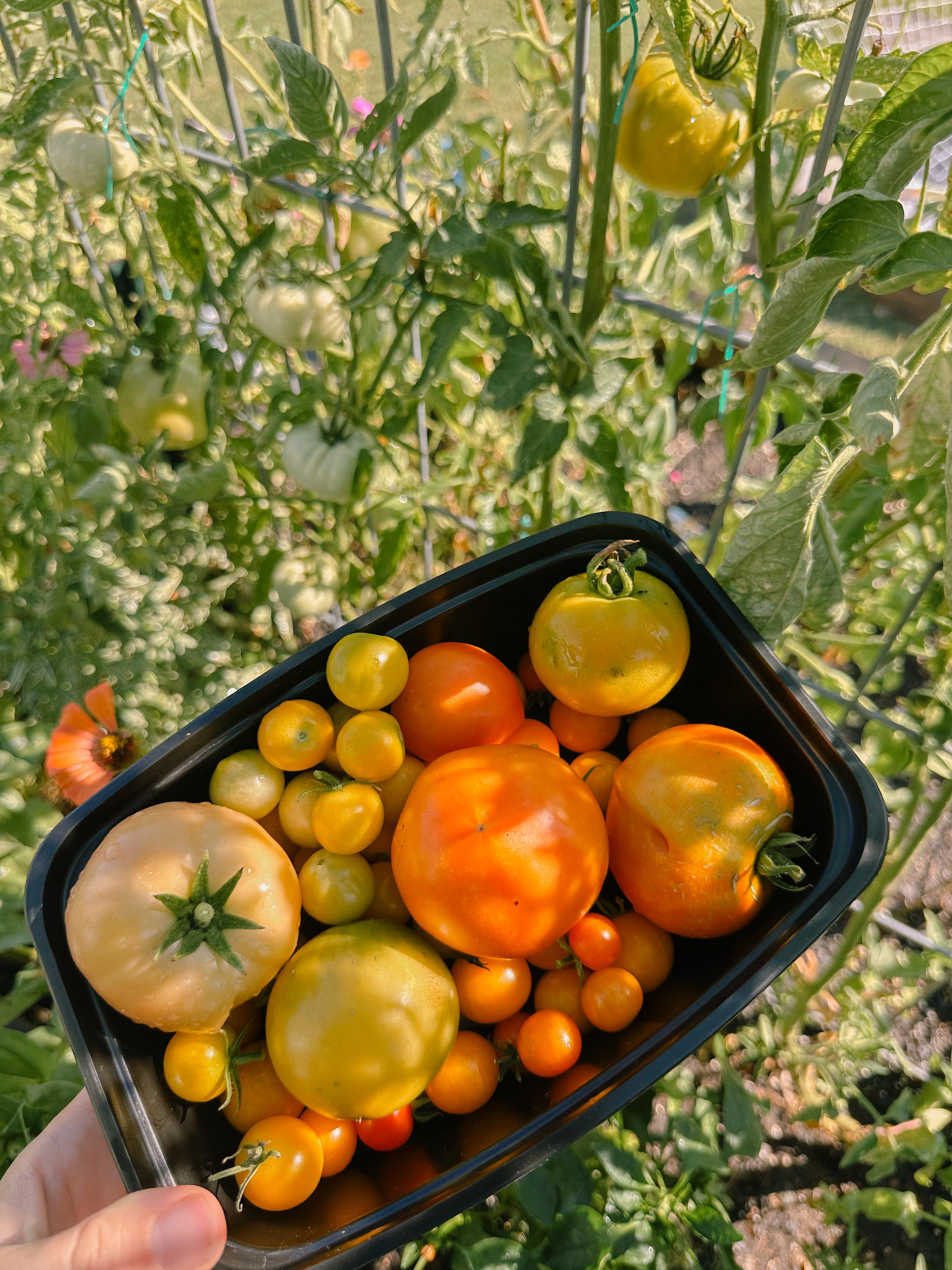 summer time with kids, motherhood, blog, lifestyle blog, south carolina, fort mill, boy mom, recap blog, summer fun, kids recipes, healthy eating, gardening, pool, food, snacks, lifestyle blogger