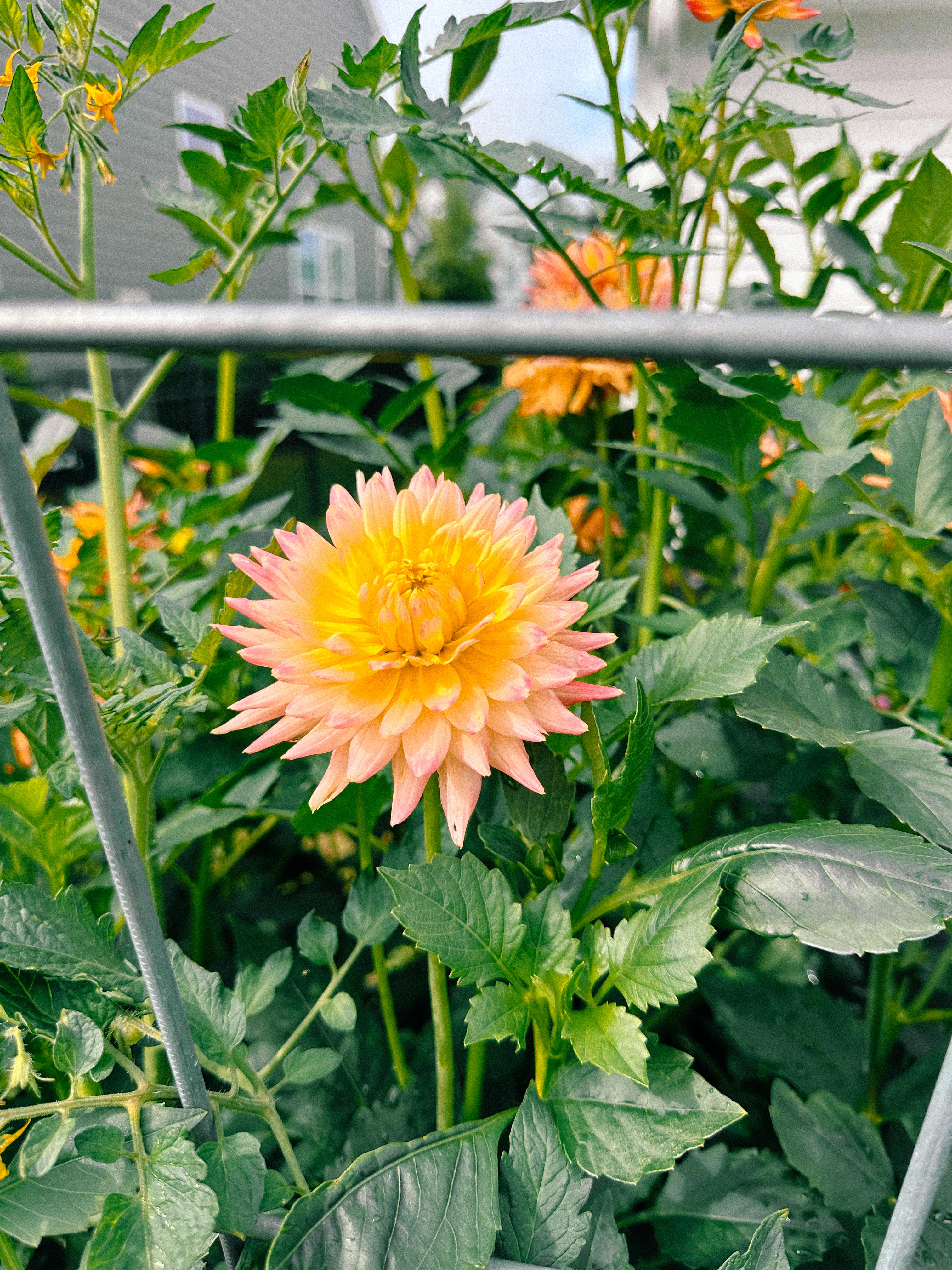 summer time with kids, motherhood, blog, lifestyle blog, south carolina, fort mill, boy mom, recap blog, summer fun, kids recipes, healthy eating, gardening, pool, food, snacks, lifestyle blogger, scooter, active kids, recipes
