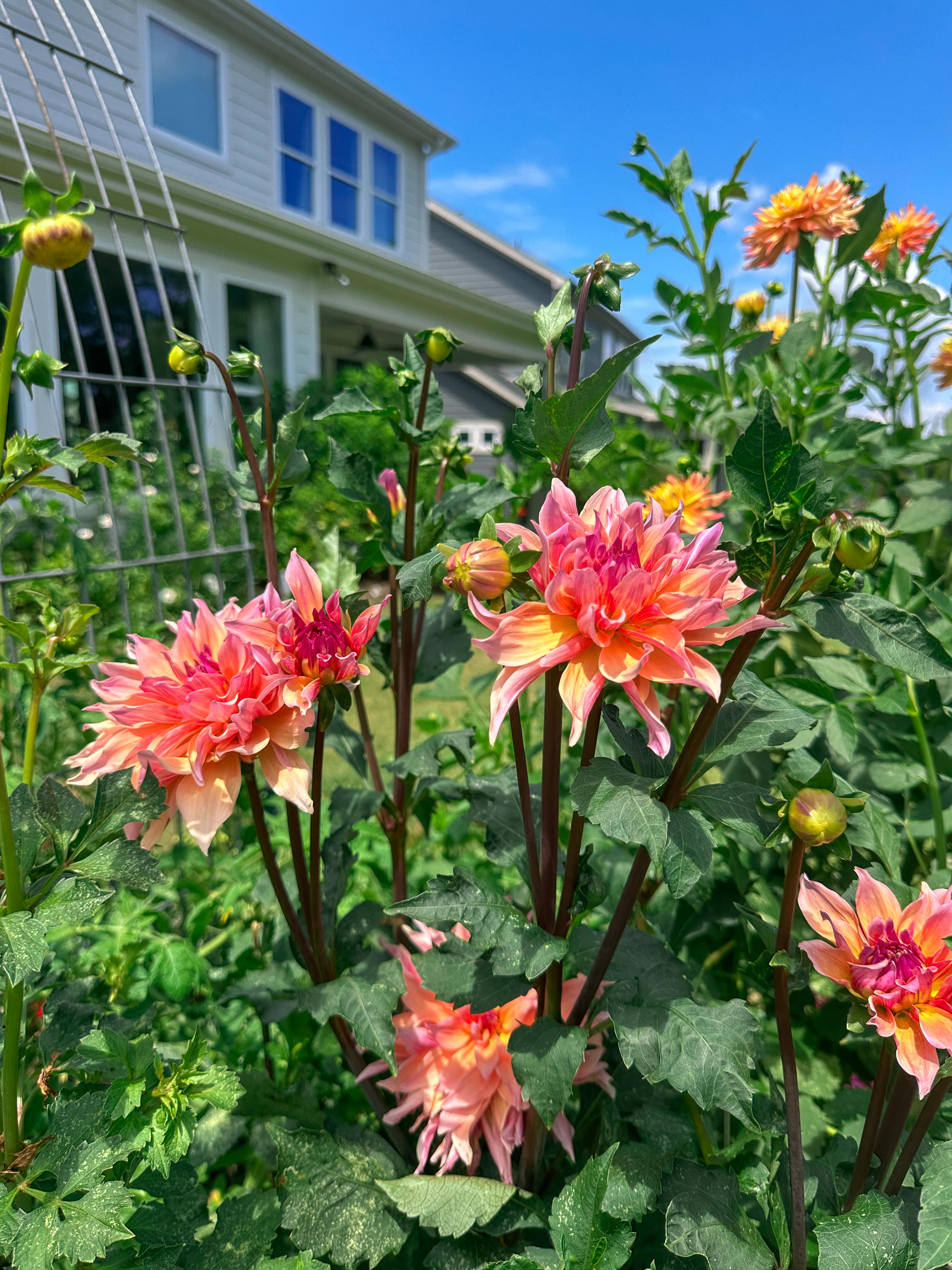 summer time with kids, motherhood, blog, lifestyle blog, south carolina, fort mill, boy mom, recap blog, summer fun, kids recipes, healthy eating, gardening, pool, food, snacks, lifestyle blogger