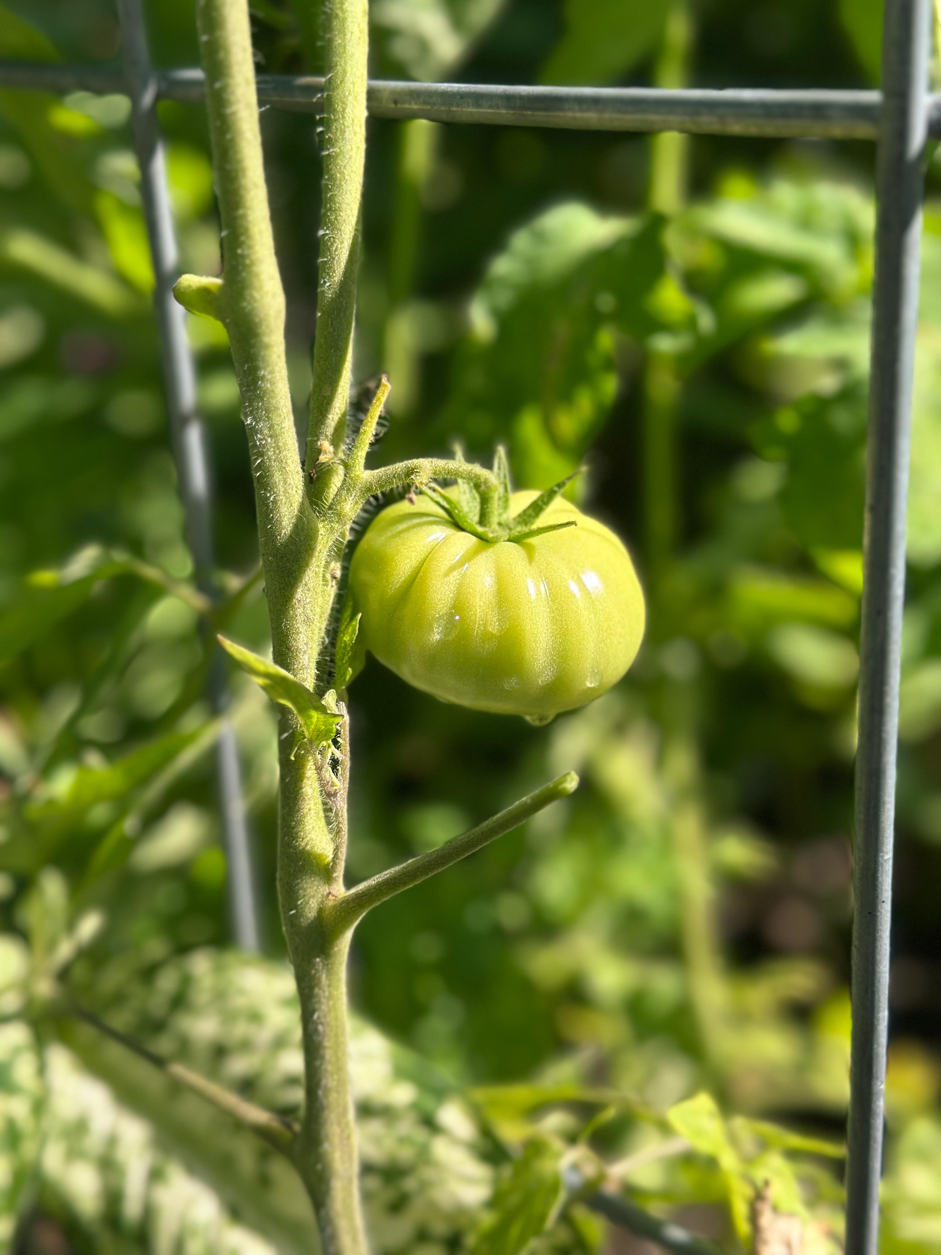 summer time with kids, motherhood, blog, lifestyle blog, south carolina, fort mill, boy mom, recap blog, summer fun, kids recipes, healthy eating, gardening, pool, food, snacks, lifestyle blogger