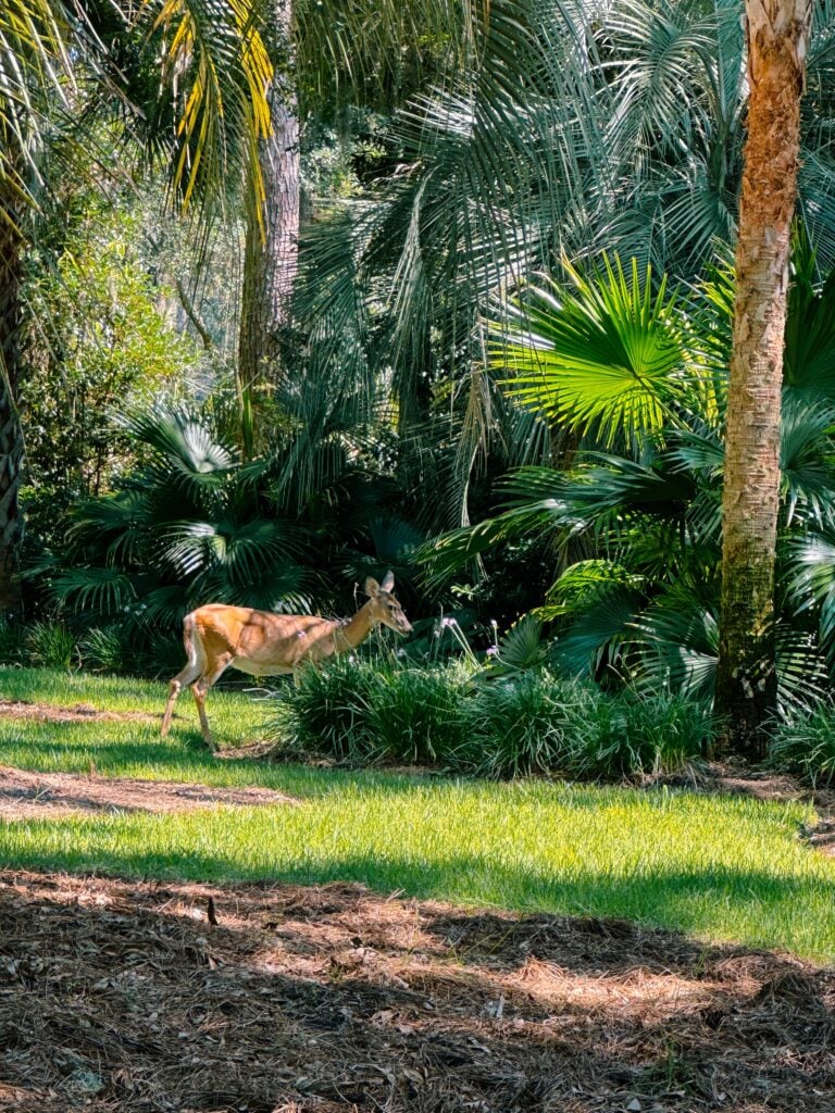 seabrook south carolina, coon hollow, rental, rental property, family rental with pool, travel guide, seabrook island south carolina traveling, travel post, farmers market at freshfields village