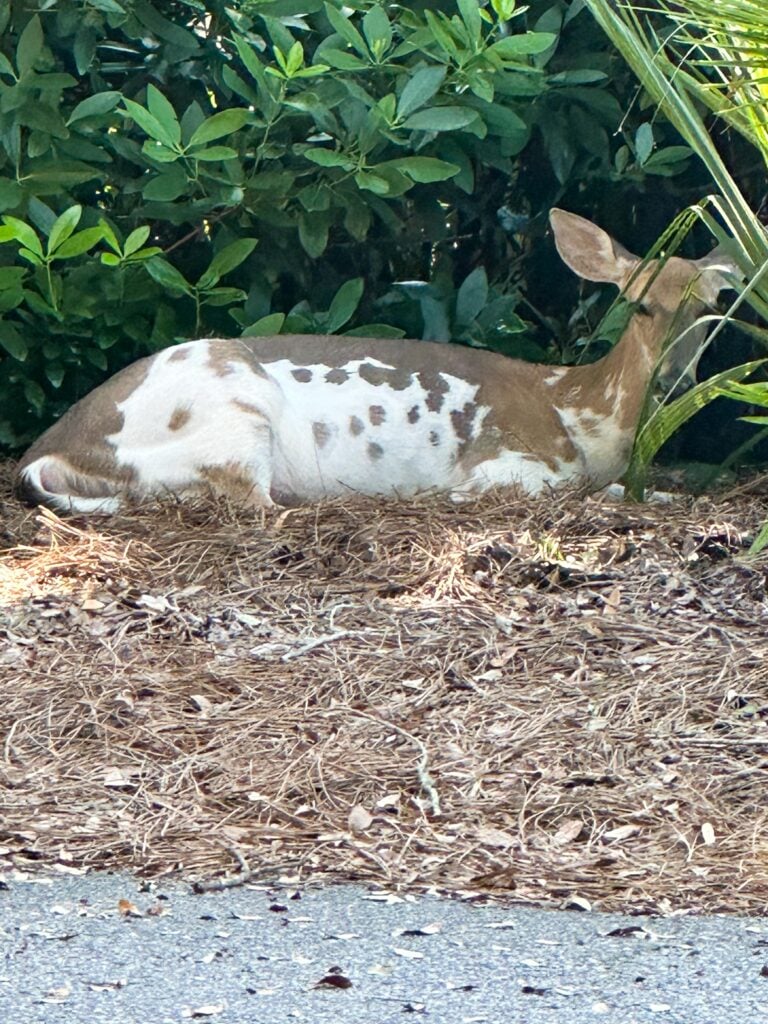 seabrook south carolina, coon hollow, rental, rental property, family rental with pool, travel guide, seabrook island south carolina traveling, travel post, farmers market at freshfields village